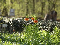 Szeged, Füvészkert, tavasz, természet