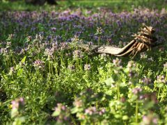 Szeged, Füvészkert, tavasz, természet