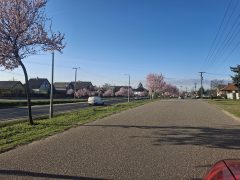 Vérszilvák Bocskaikertben