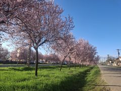 Vérszilva Bocskaikertben