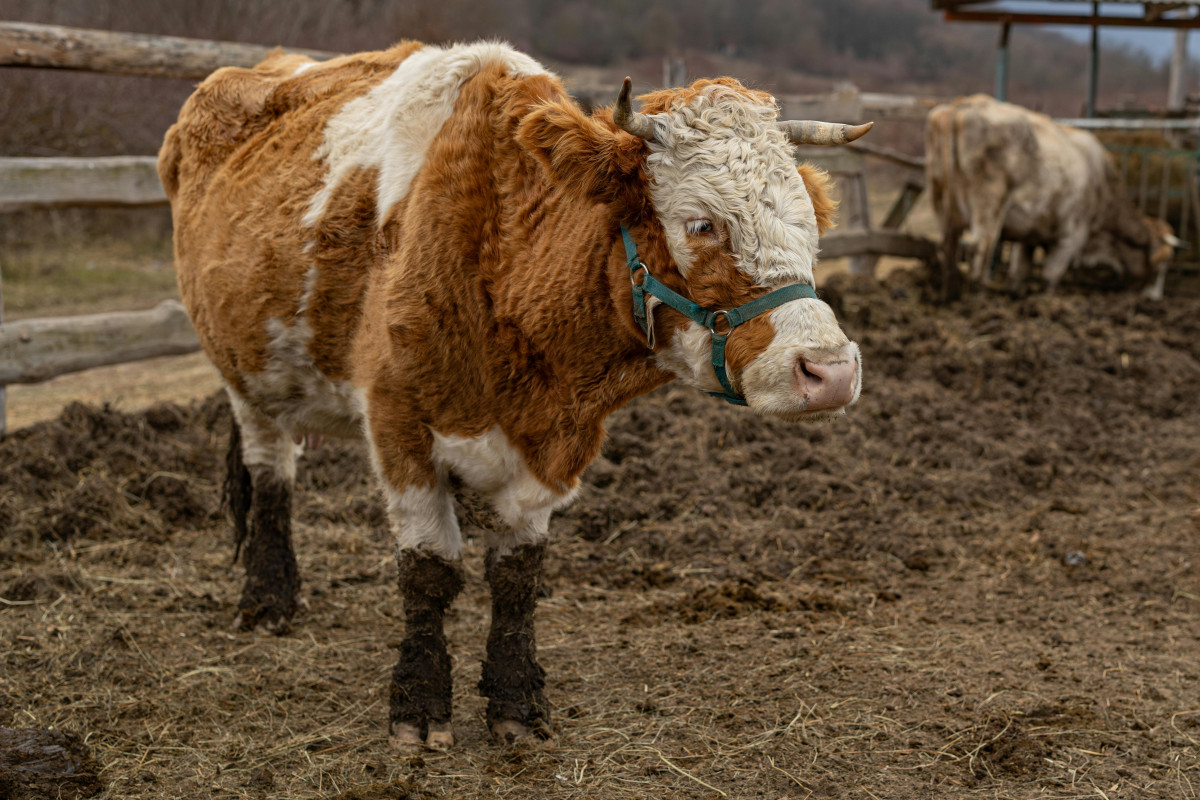 Száj- és körömfájás. Szarvasmarha. Járvány.