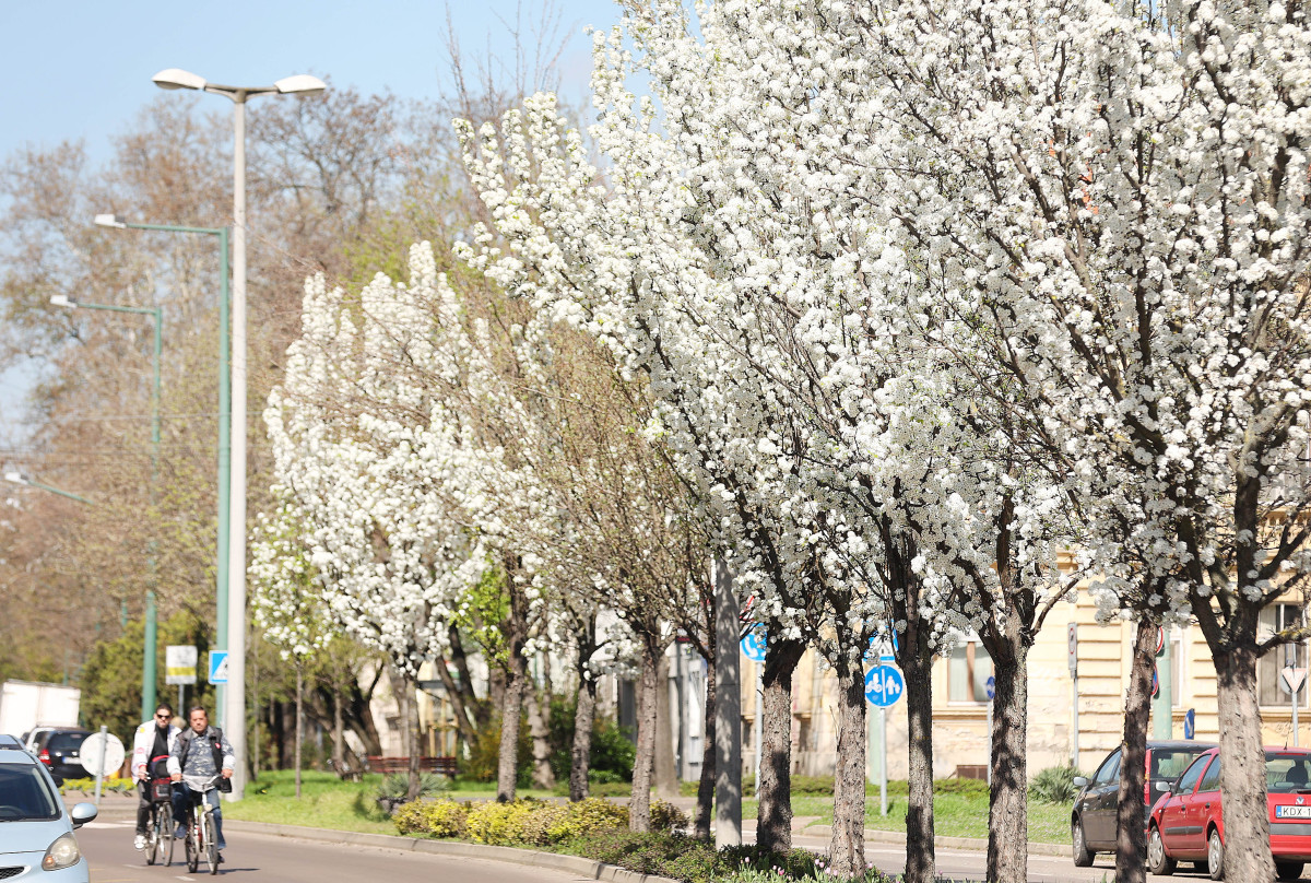 Szeged, virág, fasor, tavasz, időjárás, természet, április, Oldal utca