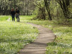 Szeged, Hanami, cseresznyefa-virágzás, Füvészkert, tavasz, természet