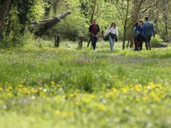 Szeged, Hanami, cseresznyefa-virágzás, Füvészkert, tavasz, természet