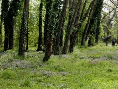 Szeged, Hanami, cseresznyefa-virágzás, Füvészkert, tavasz, természet