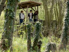 Szeged, Hanami, cseresznyefa-virágzás, Füvészkert, tavasz, természet