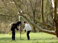 Szeged, Hanami, cseresznyefa-virágzás, Füvészkert, tavasz, természet