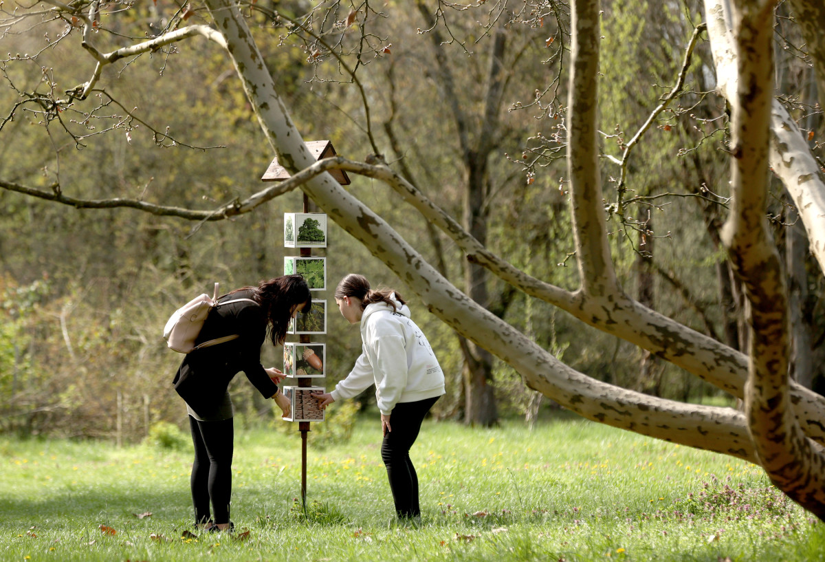 Szeged, Hanami, cseresznyefa-virágzás, Füvészkert, tavasz, természet