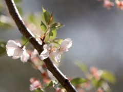 Szeged, Hanami, cseresznyefa-virágzás, Füvészkert, tavasz, természet