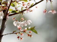 Szeged, Hanami, cseresznyefa-virágzás, Füvészkert, tavasz, természet