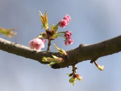 Szeged, Hanami, cseresznyefa-virágzás, Füvészkert, tavasz, természet