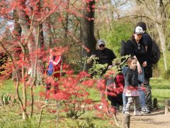 Szeged, Hanami, cseresznyefa-virágzás, Füvészkert, tavasz, természet