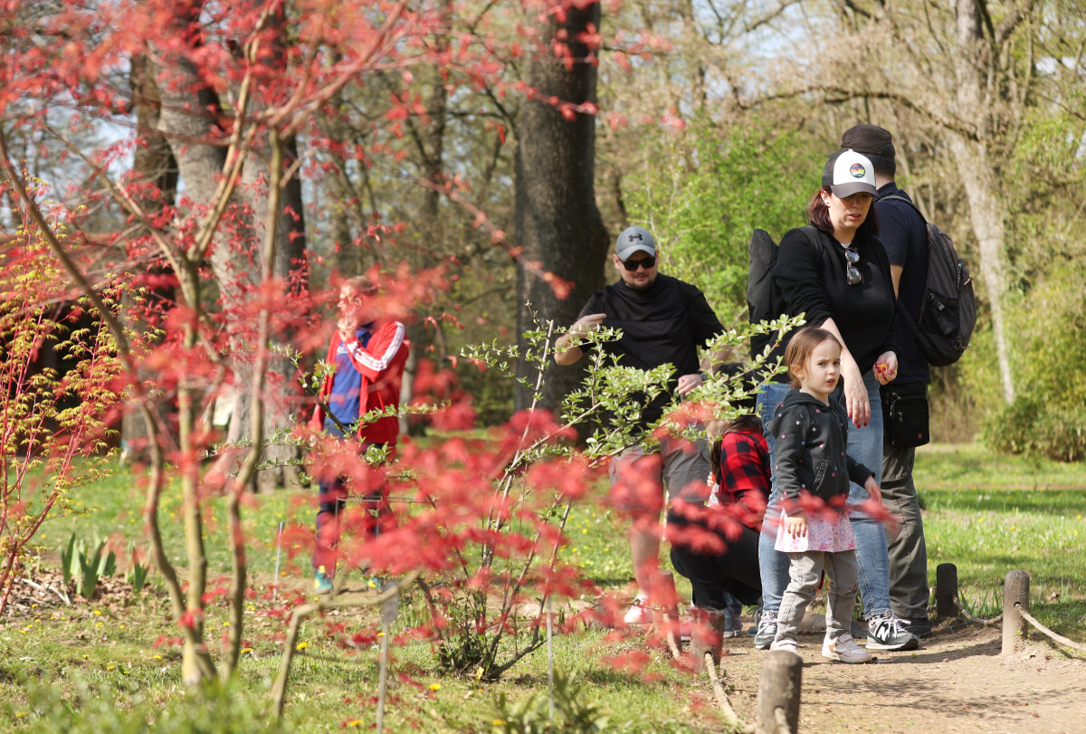 Szeged, Hanami, cseresznyefa-virágzás, Füvészkert, tavasz, természet