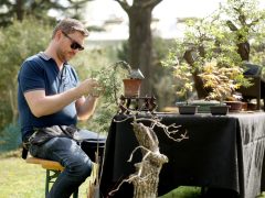 Szeged, Hanami, cseresznyefa-virágzás, Füvészkert, tavasz, természet