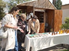 Szeged, Hanami, cseresznyefa-virágzás, Füvészkert, tavasz, természet