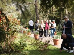 Szeged, Hanami, cseresznyefa-virágzás, Füvészkert, tavasz, természet