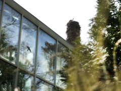 Szeged, Hanami, cseresznyefa-virágzás, Füvészkert, tavasz, természet