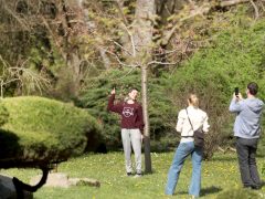 Szeged, Hanami, cseresznyefa-virágzás, Füvészkert, tavasz, természet