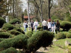 Szeged, Hanami, cseresznyefa-virágzás, Füvészkert, tavasz, természet