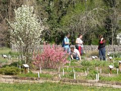 Szeged, Hanami, cseresznyefa-virágzás, Füvészkert, tavasz, természet