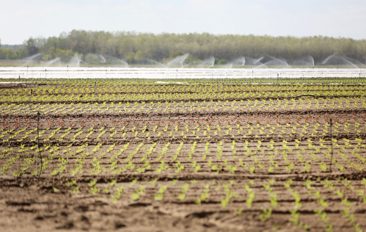 Mórahalom, saláta, föld, termőföld, mezőgazdaság, időjárás, tavasz, öntözés