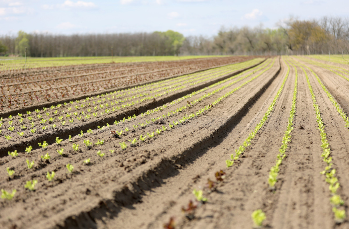 Mórahalom, saláta, föld, termőföld, mezőgazdaság, időjárás, tavasz, öntözés