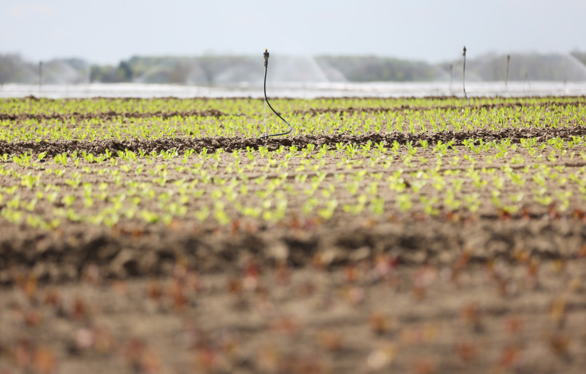 Mórahalom, saláta, föld, termőföld, mezőgazdaság, időjárás, tavasz, öntözés