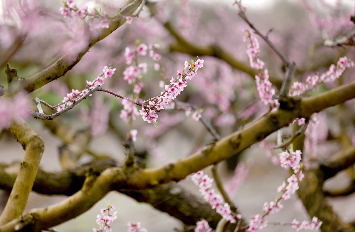 Mórahalom, virágzás, barack, barackfa, tavasz, fagy, időjárás, mezőgazdaság, gyümölcs