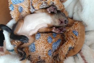 Sérült kismókust találtak a nyíradonyi temetőben