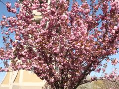 Szeged, Szent István tér, fák, virág, tavasz