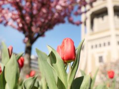 Szeged, Szent István tér, fák, virág, tavasz