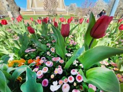 Szeged, Szent István tér, fák, virág, tavasz