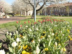 Szeged, Szent István tér, fák, virág, tavasz