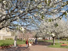 Szeged, Szent István tér, fák, virág, tavasz