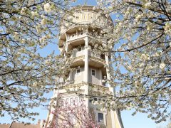 Szeged, Szent István tér, fák, virág, tavasz