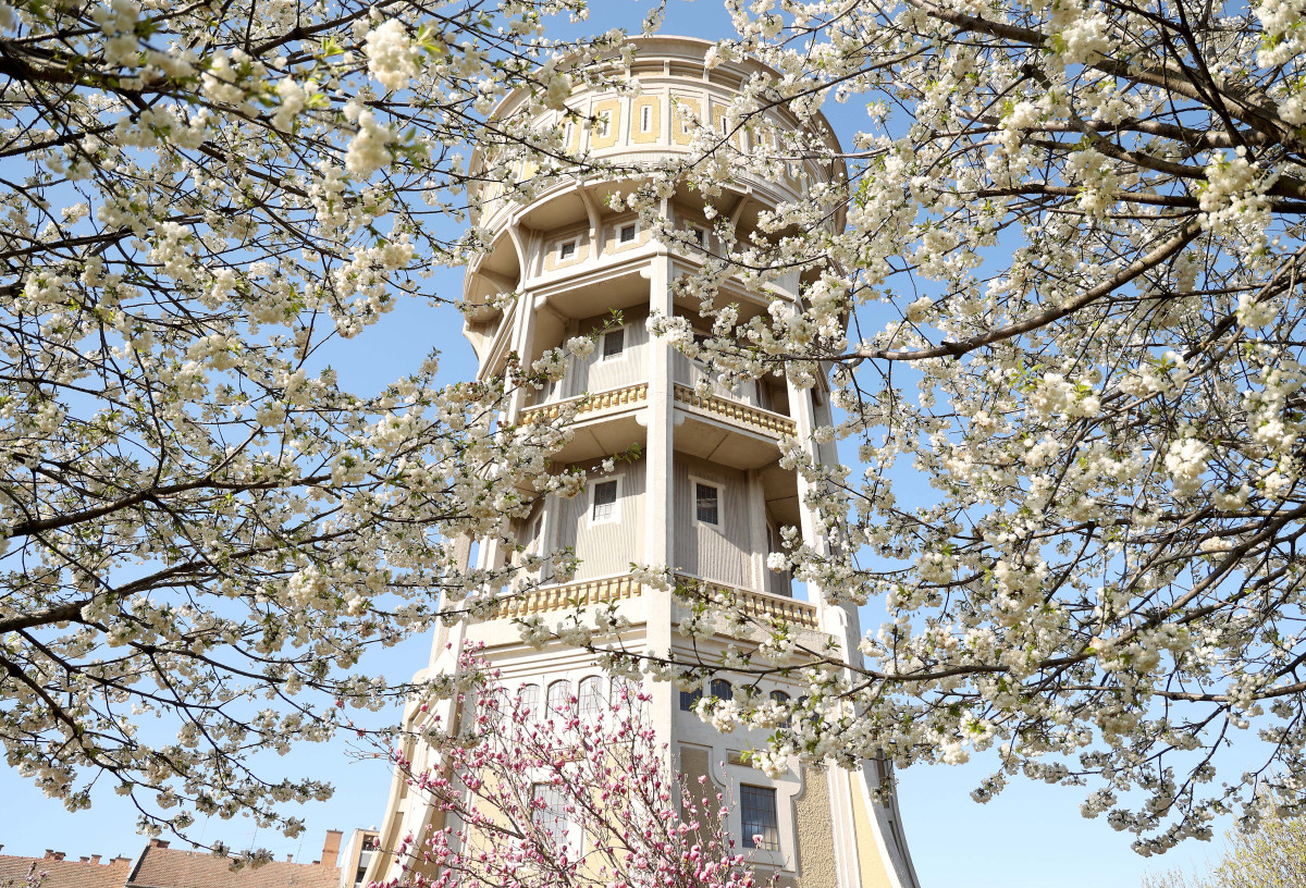 Szeged, Szent István tér, fák, virág, tavasz