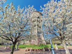 Szeged, Szent István tér, fák, virág, tavasz