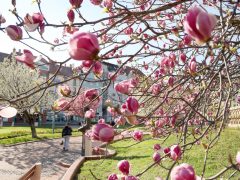 Szeged, Szent István tér, fák, virág, tavasz