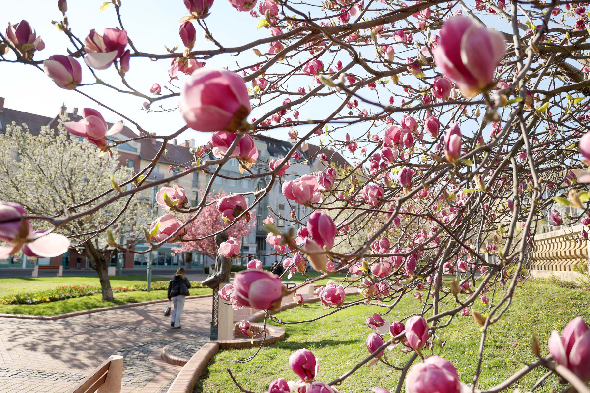 Szeged, Szent István tér, fák, virág, tavasz