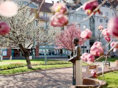 Szeged, Szent István tér, fák, virág, tavasz