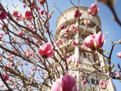 Szeged, Szent István tér, fák, virág, tavasz