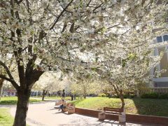 Szeged, Szent István tér, fák, virág, tavasz