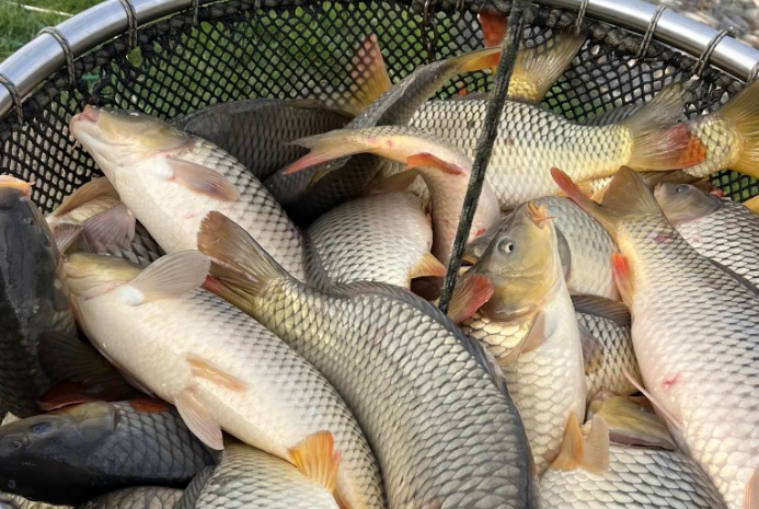 Haltelepítés Hajdú-Bihar megyében