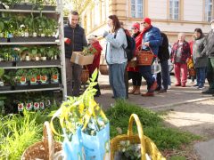 Szeged, tavasz, virágosztás, önkormányzat, Fodor Antal, önkormányzati képviselő, Huszár utca, virág