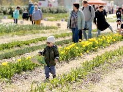 Mórahalom, Homok Virág Major, kert, természet, tulipán