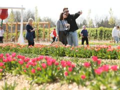 Mórahalom, Homok Virág Major, kert, természet, tulipán