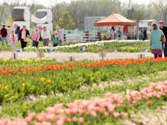 Mórahalom, Homok Virág Major, kert, természet, tulipán