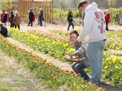 Mórahalom, Homok Virág Major, kert, természet, tulipán