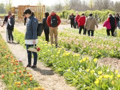 Mórahalom, Homok Virág Major, kert, természet, tulipán