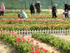 Mórahalom, Homok Virág Major, kert, természet, tulipán